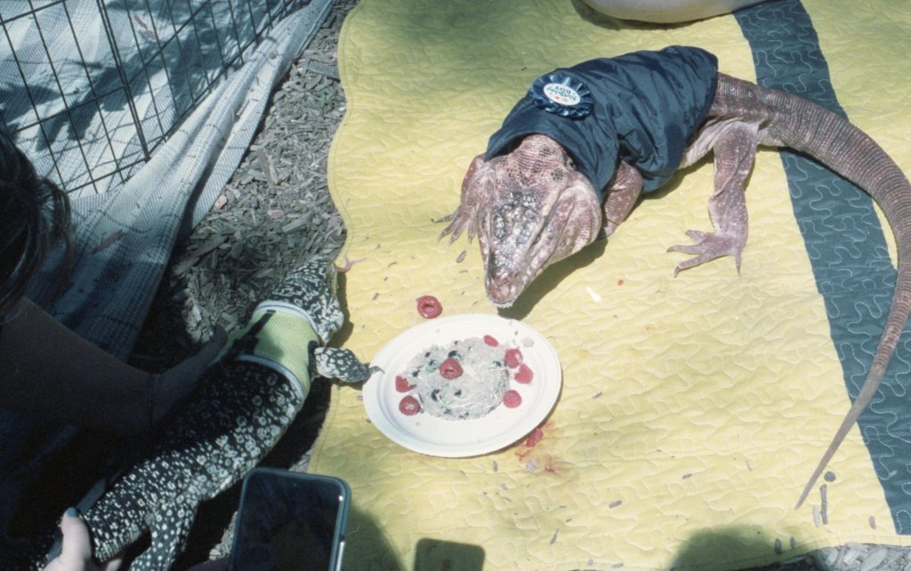 The birthday party of not one, but two GIANT&nbsp;lizards